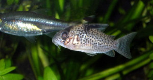 Corydoras leucomelas