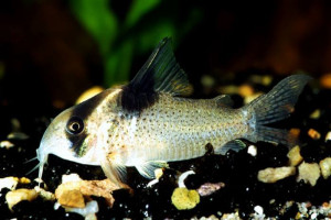 Corydoras melanistius