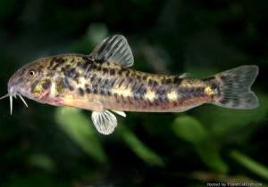 Corydoras micracanthus