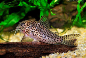 Corydoras multimaculatus