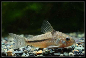 Corydoras nattereri