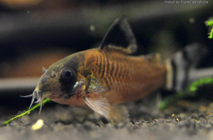 Corydoras oiapoquensis