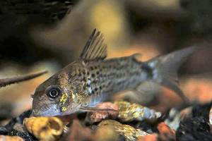 Corydoras osteocarus