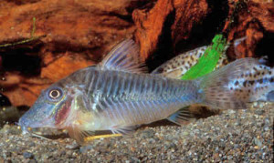 Corydoras oxyrhynchus