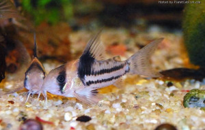 Corydoras parallelus