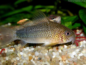 Corydoras polystictus