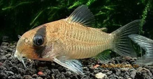 Corydoras potaroensis