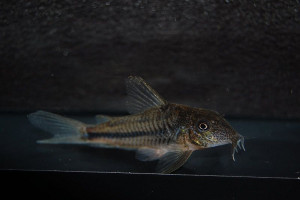 Corydoras prionotos