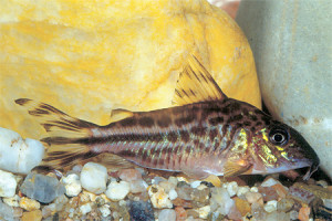 Corydoras robinae