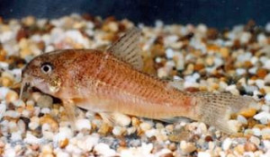 Corydoras sanchesi