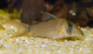 Corydoras saramaccensis