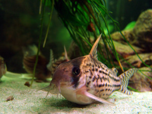 Corydoras schwartzi