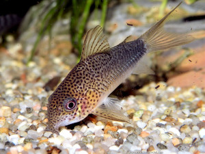 Corydoras similis