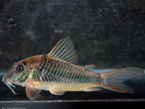 Corydoras stenocephalus