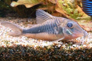 Corydoras treitlii