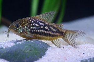 Corydoras undulatus