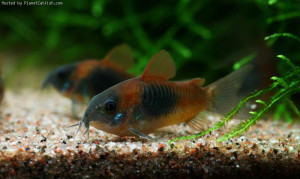 Corydoras venezuelanus