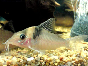 Corydoras virginiae