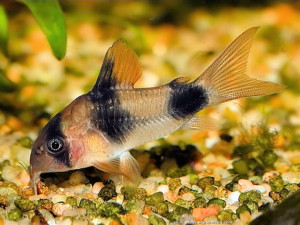 Corydoras weitzmani