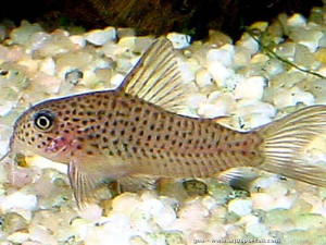 Corydoras xinguensis