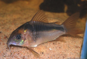 Corydoras zygatus