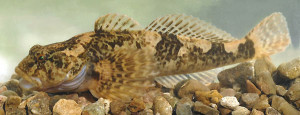 Cottus duranii