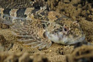 Cottus perifretum