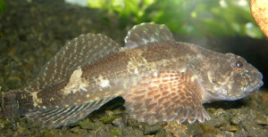 Cottus petiti