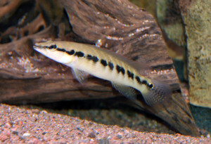 Crenicichla  cyclostoma