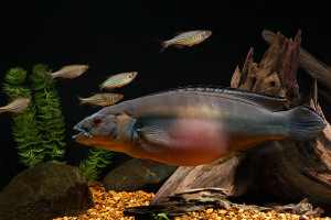 Crenicichla  johanna