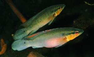 Crenicichla  proteus