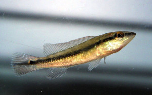 Crenicichla  scottii