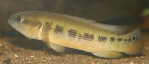 Crenicichla  semifasciata