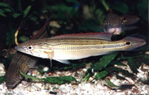 Crenicichla  virgatula