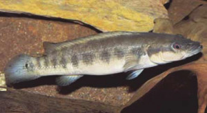 Crenicichla cametana