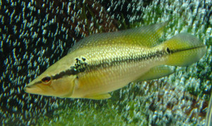 Crenicichla saxatilis