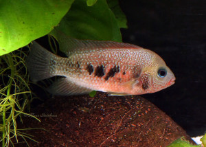 Cryptoheros panamensis