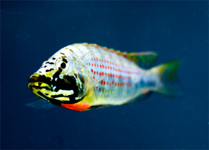 Ctenochromis  horei