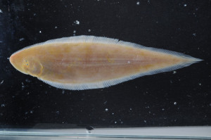 Cynoglossus microlepis