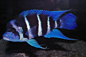 Cyphotilapia frontosa