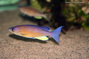 Cyprichromis pavo