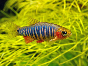 Danio erythromicron