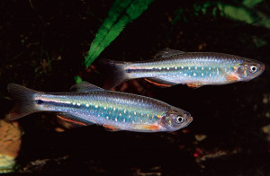 Danio feegradei