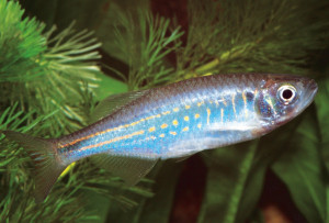 Devario affinis