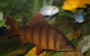 Distichodus sexfasciatus