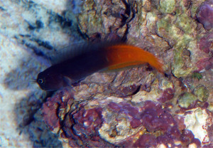 Ecsenius bicolor