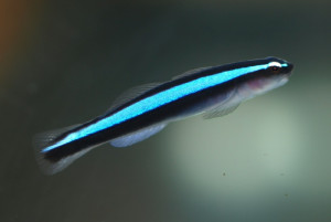 Elacatinus oceanops