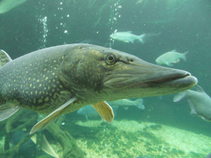 Esox lucius