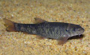 Garra rufa