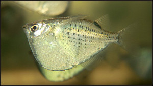 Gasteropelecus maculatus